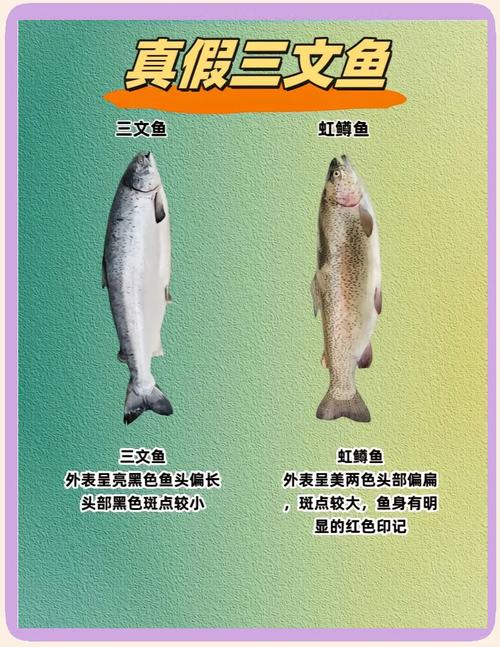 三文鱼跟虹鳟肉区分_别把虹鳟当三文鱼！