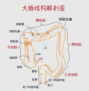 日本肥肠是哪个部位_香脆可口，但需适量