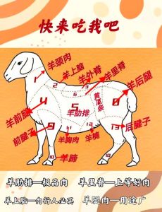 羊柳是羊身上的什么部位_羊柳鲜嫩涮火锅，滋补又美味！
