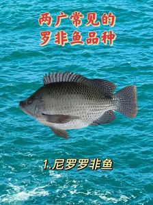 罗非鱼为什么叫鲷鱼_罗非鱼与鲷鱼的区别