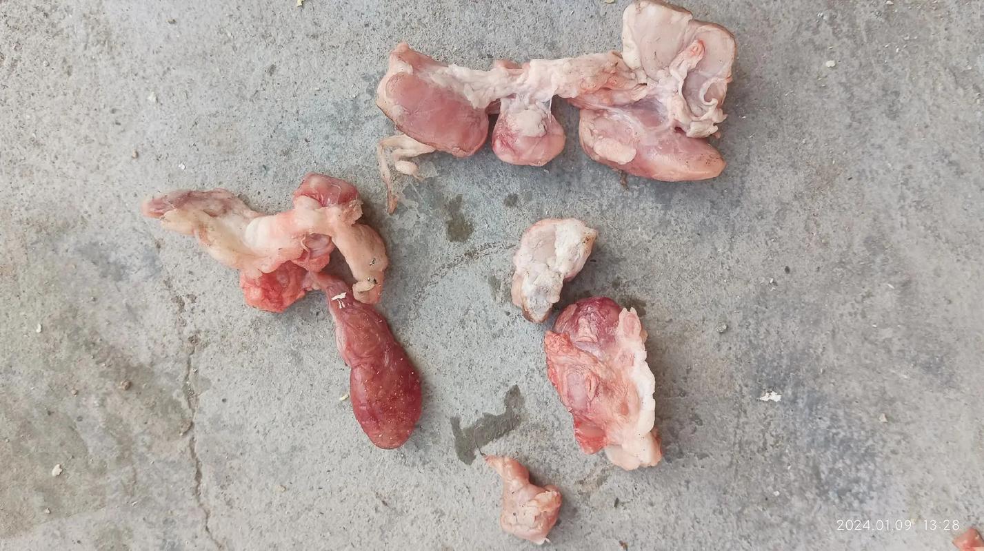 猪肥肉里有肉球图片_猪肉肉球引争议？企业称疫苗脓包，食安需重建信任