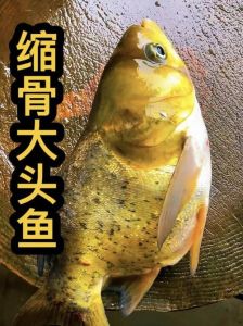 大头鱼是海鱼吗_淡水鱼，食藻类，肉质鲜美