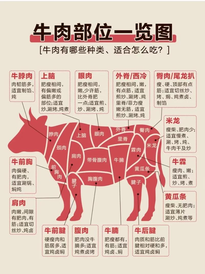 牛展肉部位大全图解_牛腱炖煮好食材,部位不同做法妙 牛展肉部位大全图解_牛腱炖煮好食材,部位不同做法妙