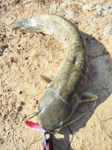 鲶鱼是什么档次的鱼_鲶鱼虽被误解，实则鲜美营养高性价比