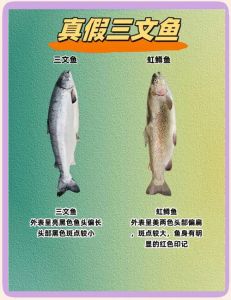 虹鳟三文鱼肉对比图_外形肉质口感大不同