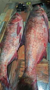 海胖头鱼学名叫什么_多肉多别称，海鲜钓鱼好选择