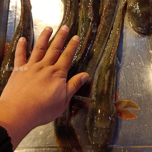 海胖头鱼又叫什么名_美味佳肴,文化见证 海胖头鱼又叫什么名_美味佳肴,文化见证