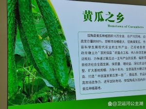 古代有黄瓜吗_黄瓜的传入与名称变迁
