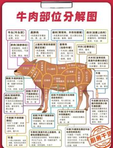 牛肉分解部位讲解图_牛肉部位与做法全攻略