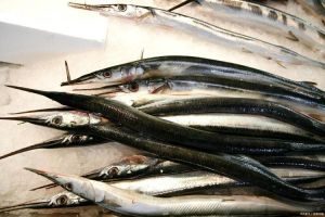 长嘴海鱼是什么鱼_长嘴黑背针鱼红烟管鱼翘嘴红鲌