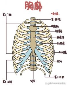 胸部下面肋骨是什么部位_肋骨保护内脏，疼痛需警惕