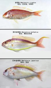 金丝鱼和金线鱼是一种鱼吗_金丝鱼和金线鱼怎么区分？