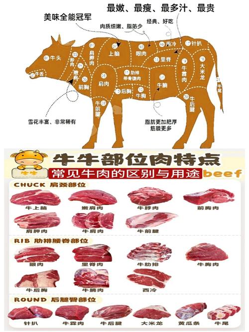 牛展肉部位大全图解_牛腱炖煮好食材,部位不同做法妙 牛展肉部位大全图解_牛腱炖煮好食材,部位不同做法妙