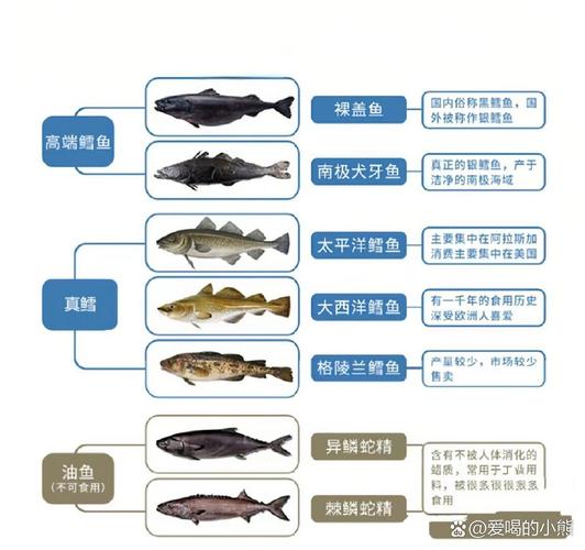 鳕鱼就是大头鱼吗_鳕鱼和大头鱼有啥区别? 鳕鱼就是大头鱼吗_鳕鱼和大头鱼有啥区别?