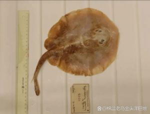 海里扁扁的鱼叫什么鱼图片_蝠鲼鳐鱼魟鱼比目鱼，多宝鱼营养高适合清蒸