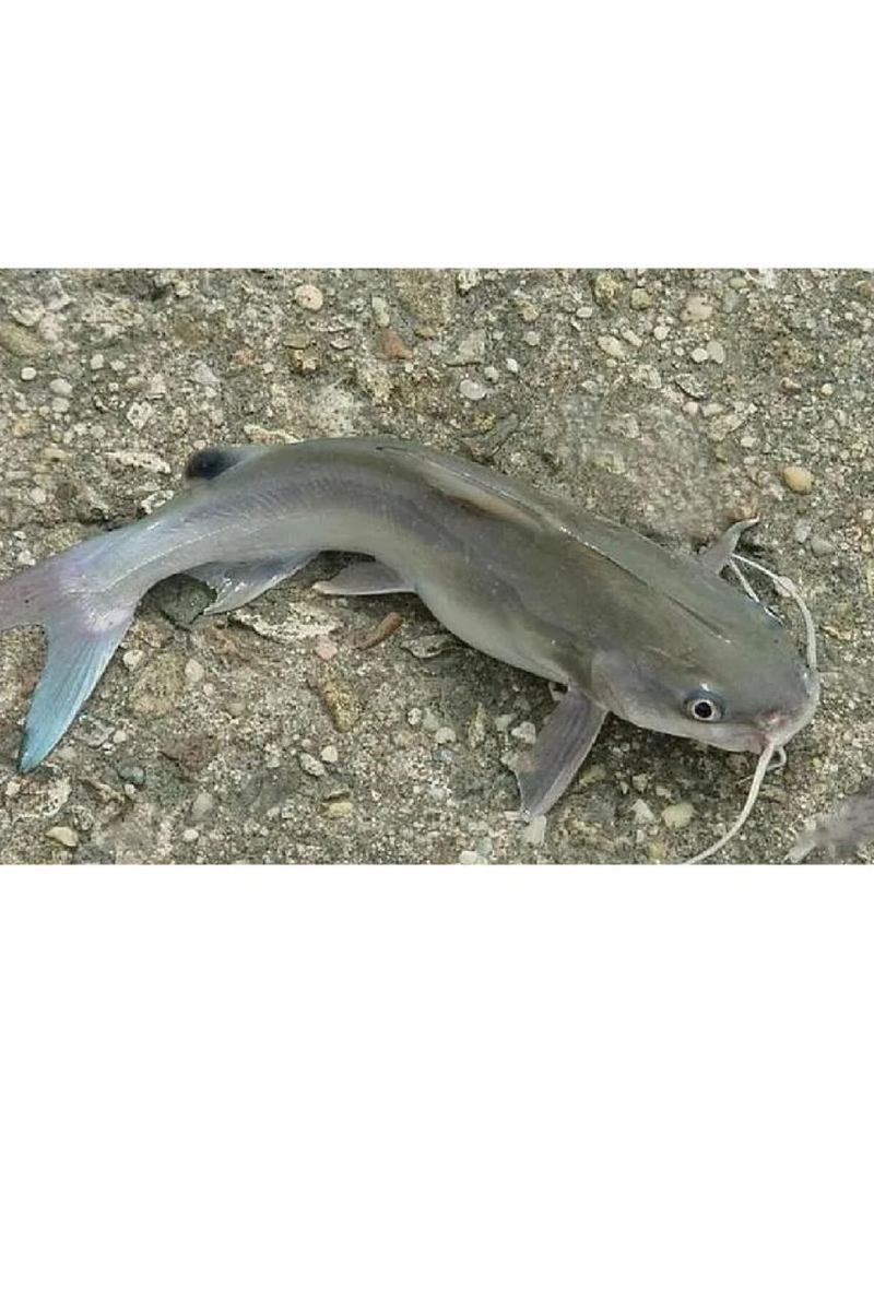 钳鱼为什么叫梭边鱼_梭边鱼是啥鱼?自贡特色钳鱼做法遭混用 钳鱼为什么叫梭边鱼_梭边鱼是啥鱼?自贡特色钳鱼做法遭混用