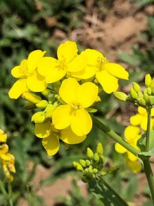 北方油菜花几月份有_油菜花赏花季与拍照技巧