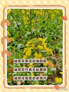 北方油菜几月开花_北方油菜花开，赏花最佳时光，北京房山等地观赏胜地