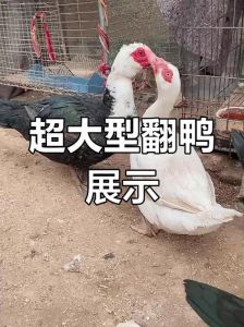 鸭怎么看有没有翻毛_鸭子羽毛乱掉？可能是翻毛！