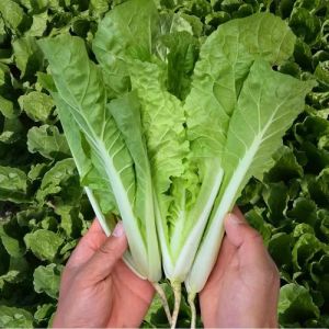 浙江本地青菜有哪些_浙江冬季时令蔬菜丰富多样，新鲜美味，种类多
