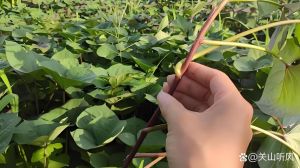 掐了红薯藤的黑浆怎么洗掉_红薯藤汁污渍怎么办？冷水洗醋搓牙膏擦