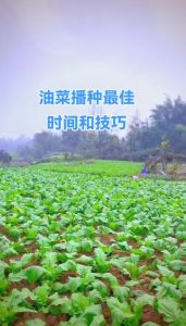 油菜是北方作物吗_南北方品种不同，榨油做肥又当景观