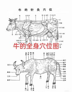 牛河是牛的哪个部位_现炒现吃爽滑香