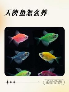 天使鱼是冷水鱼吗_天使鱼水温27-30℃，弱酸清洁水，少食多餐易养