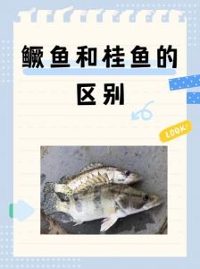 安徽臭鳜鱼和桂鱼是一种吗_腌制发酵名菜，方便又地道