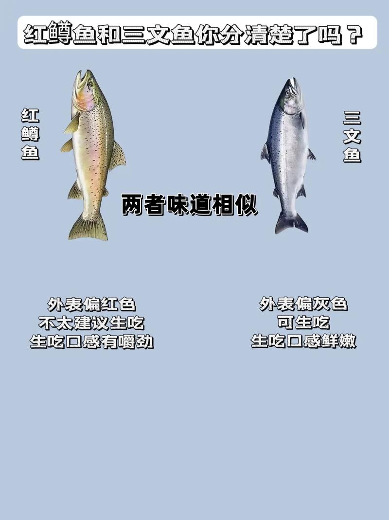 红鳟鱼跟三文鱼对比_怎么选才安全? 红鳟鱼跟三文鱼对比_怎么选才安全?