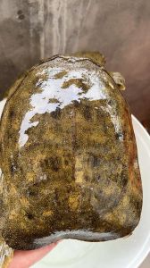 纯野生甲鱼是什么颜色_看底板背部爪肉细节