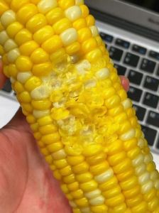 洗完的玉米容易坏吗_新鲜冷藏，干玉米冷冻冷藏或蒸制