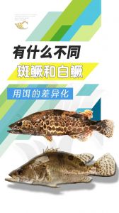 鳜鱼 鲑鱼 桂鱼区别_鳜鱼和桂鱼是一回事？别搞混了！