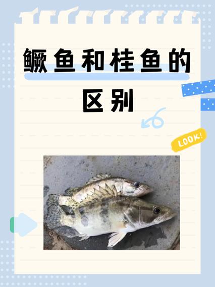 鳜鱼就是桂鱼吗为什么_鳜鱼和桂鱼是同一种鱼,肉质鲜美被誉为淡水鱼中的贵族 鳜鱼就是桂鱼吗为什么_鳜鱼和桂鱼是同一种鱼,肉质鲜美被誉为淡水鱼中的贵族