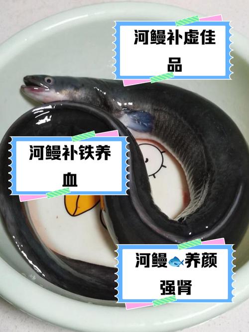 河鳗解剖图解_美味与危险并存