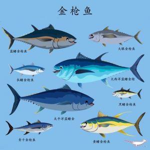 鲣鱼是金枪鱼的一种吗_鲣鱼做法多，做汤鱼生味道好