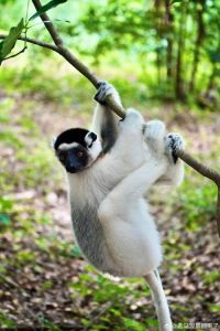 小猴飞狐是冷水鱼吗_热带水温鱼，清洁好帮手