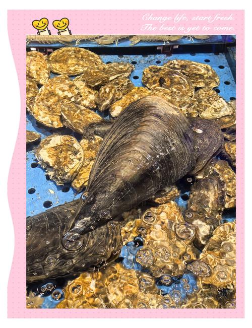 海鲜带子图片大全图解_形状清洗与烹饪，营养美味