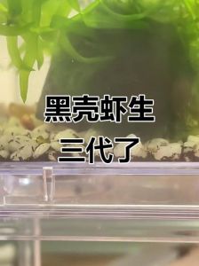 三间鼠和黑壳虾能一起养吗_鼠虾混养需注意，蜕壳脆弱要保护