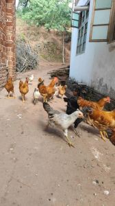 仔鸡是童子鸡吗_小嫩鸡的优缺点与选购