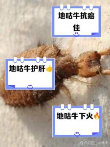 地古牛江西方言叫什么_江西方言地古牛别称多，童年味与医药宝！