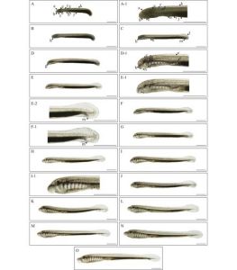 河鳗解剖图解_美味与危险并存