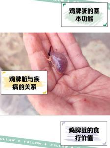 鸡包屎的是哪个器官_鸡胗非鸡屎包，可入药可美味