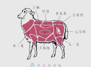 羊肚儿各个部位示意图_羊肉部位不同，做法也不同