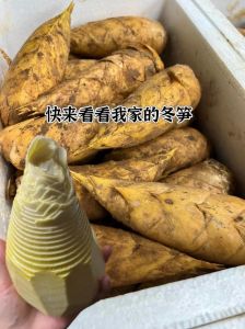 冬笋为什么涩口_冬笋涩味多因草酸单宁，成熟采收处理都有关