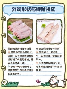 猪前蹄后蹄区别图解_粗短有褶皱，细长光滑无筋