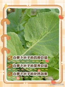 萝卜叶是感光食物吗_食用感光食物需注意防晒防皮肤不适