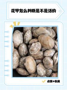 蛤蜊就是花甲吗_花甲蛤蜊有啥不一样？