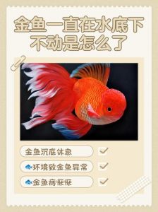 鱼跳水是什么征兆_鱼跃水面原因多，科学解读助养鱼