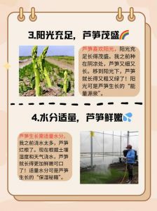 芦笋生长过程图解_春天吃芦笋，脆嫩营养！